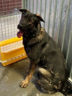 HERMAN - PORTSMOUTH